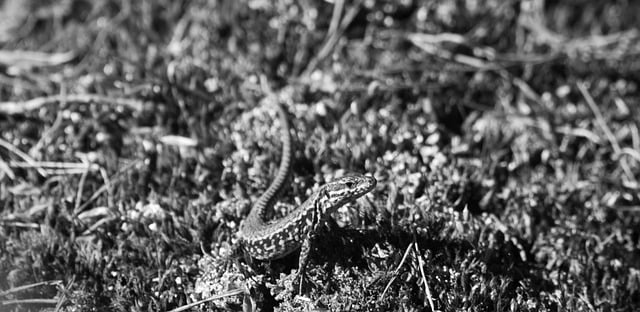 Free Lizard Reptile photo and picture