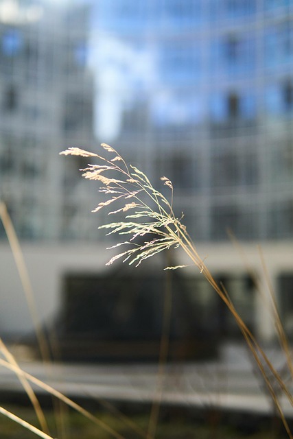 Free Nature Grass photo and picture