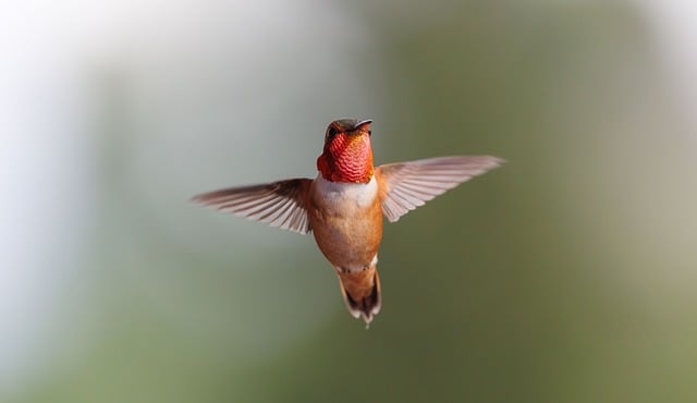 Free Hummingbird Flying photo and picture