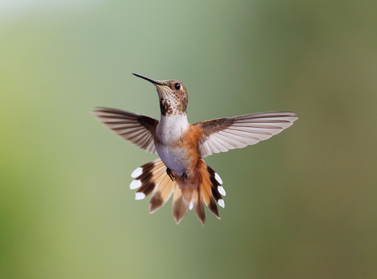 Hummingbird - free online jigsaw puzzle photo