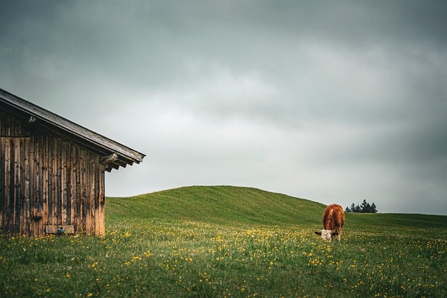 Meadow jigsaw puzzle