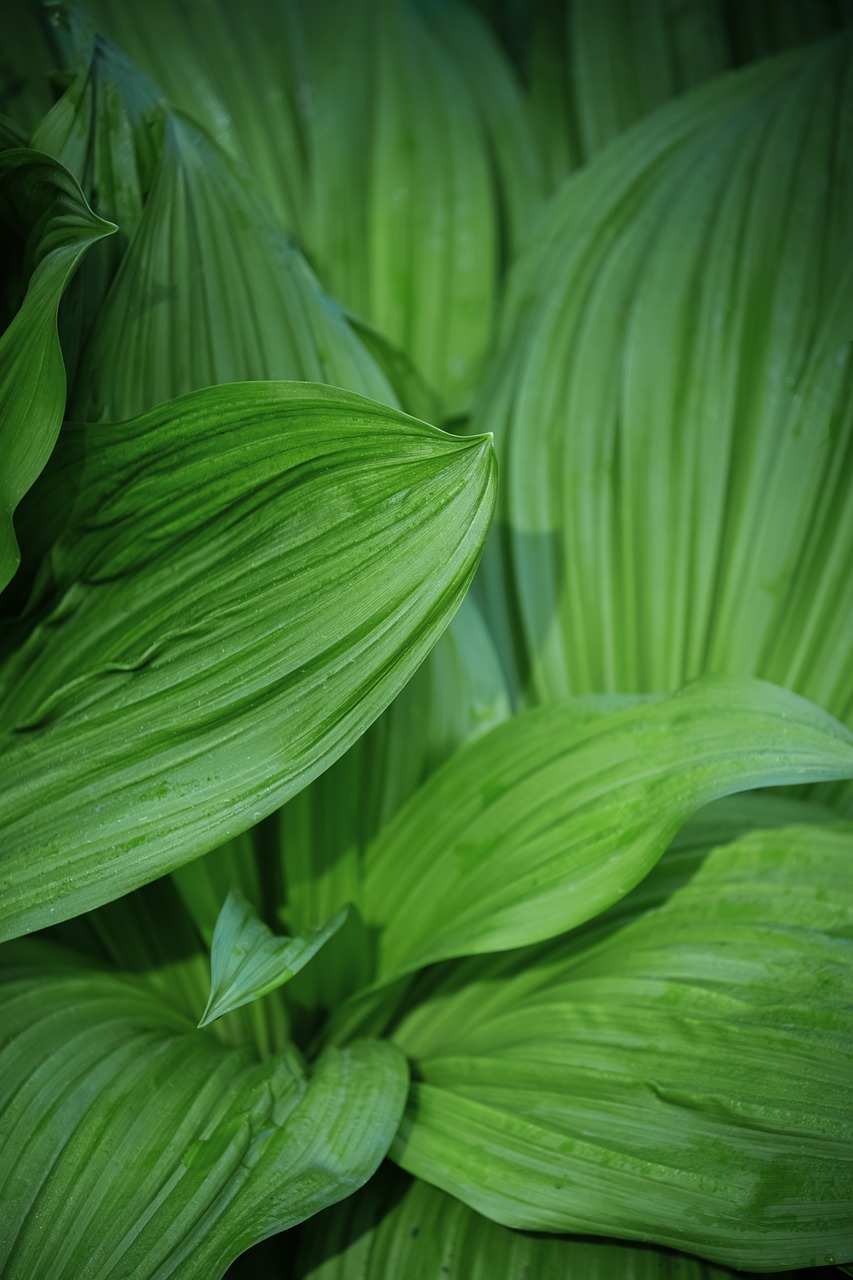 Green Leaves Hosta Plant Texture - Free photo on Pixabay