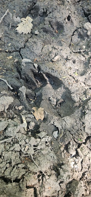 Huella, Huella De Oso, Suelo