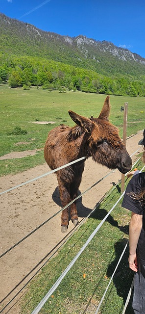 Burro, Valla, Césped, Naturaleza