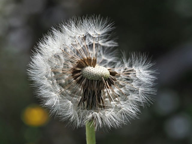 Free Dandelion Macro Photography photo and picture