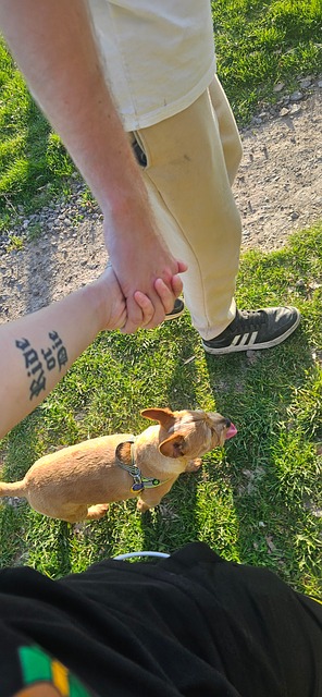 Pareja, Tomados De La Mano, Perro, Amor