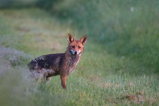 Fuchs, Wildnis, Tier, Gras, Grünflächen