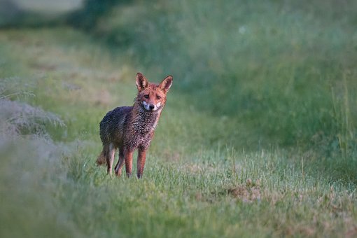 Fuchs, Tier, Natur, Pfad, Raubtier, Wild