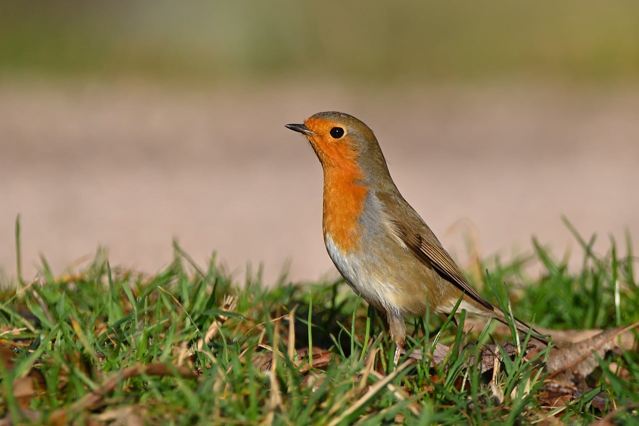 Bird Robin Nature - Free photo on Pixabay