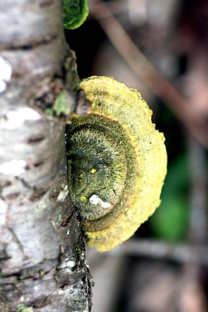 Svamp, Natur, Bark, Træ, Gul, Økosystem