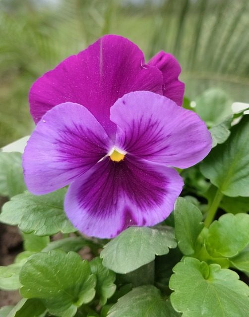Stedmoderblomst, Natur, Have, Blomst