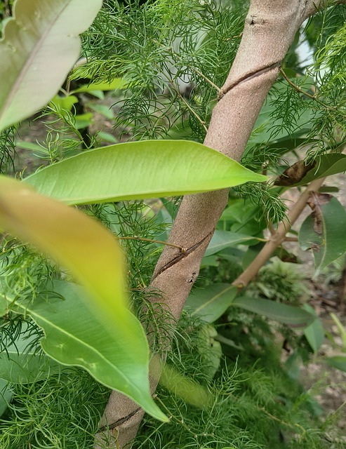 Natur, Plante, Blade, Bark, Træ, Have
