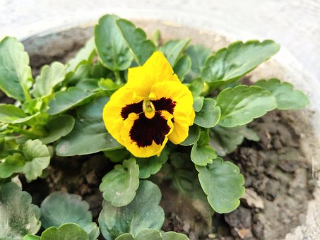 Stedmoderblomst, Blomst, Have, Forår