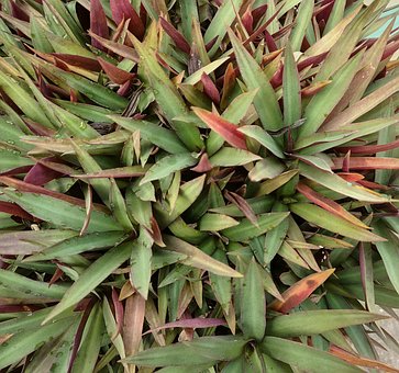 Plante, Have, Natur, Flora, Bregner