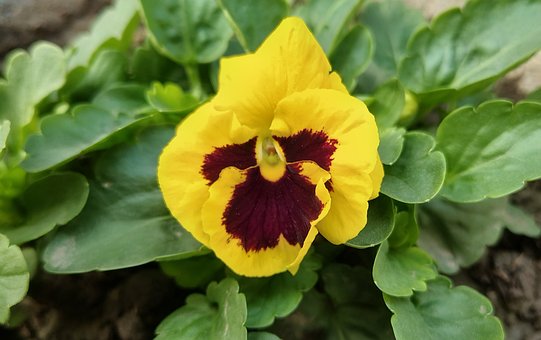 Natur, Stedmoderblomst, Blomst, Have