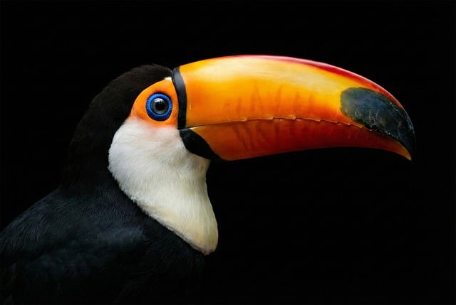 Free toucan toco toucan exotic bird illustration
