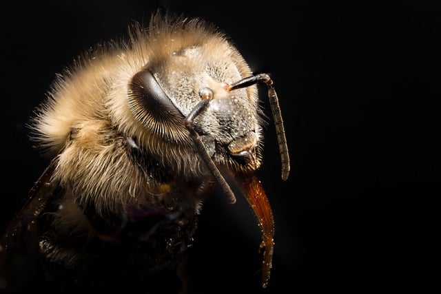 Free Bee Macro photo and picture