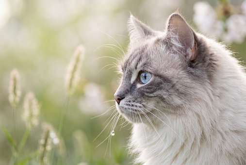 Free Cat Blue Eyes photo and picture