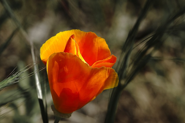 Flor, Papoula, Laranja, Primavera
