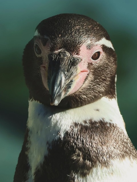 Free Penguin Humboldt Penguin photo and picture