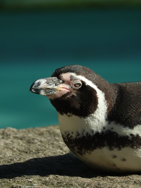 Free Penguin Humboldt Penguin photo and picture