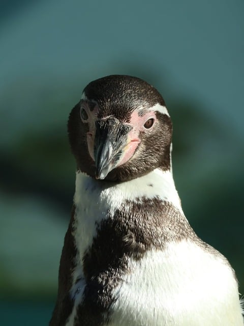 Free Penguin Humboldt Penguin photo and picture