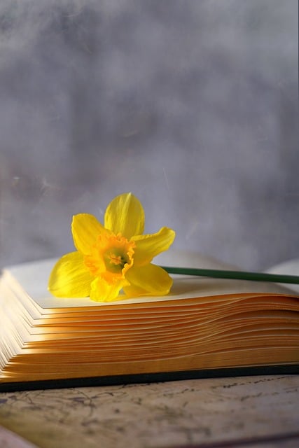Narciso, Primavera, Natureza Morta, Mesa