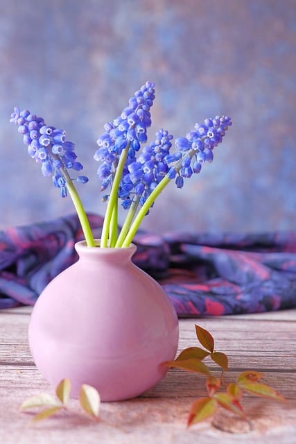 Jacinto-De-Uva, Azul, Flor, Primavera