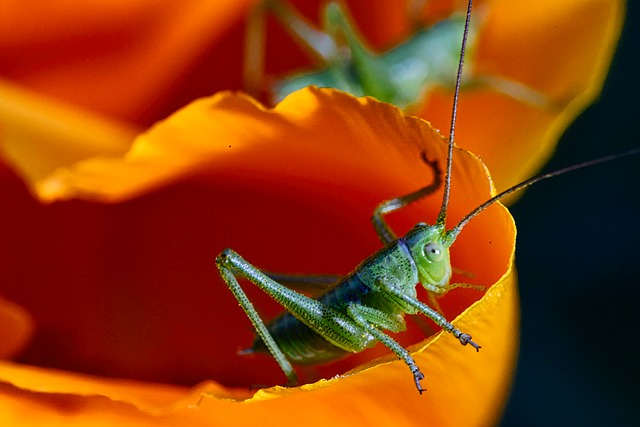 Gafanhoto, Macro, Natureza, Flor