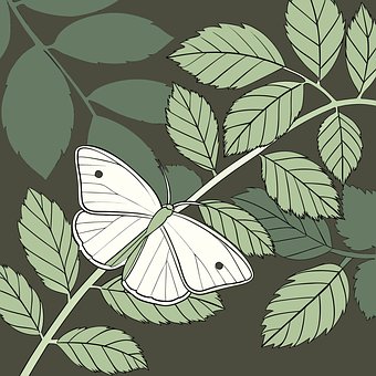 Sommerfugl, Blad, Illustrasjon
