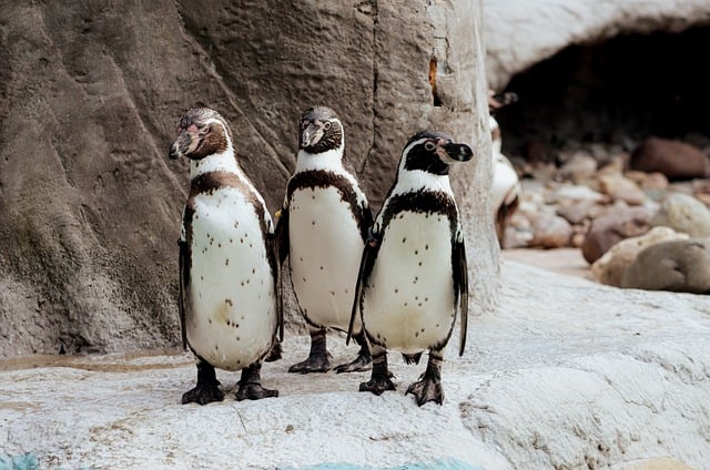 Free Penguin Nature photo and picture