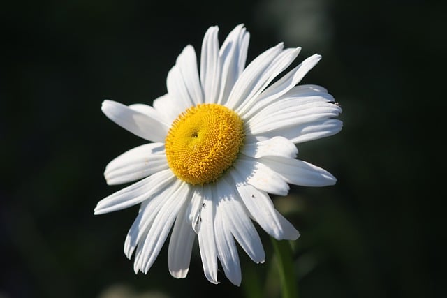 Download free HD stock image of Daisy Flower Free Daisy Flower photo and picture