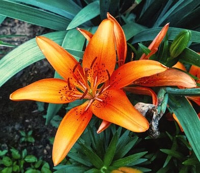 Free Lily Orange photo and picture