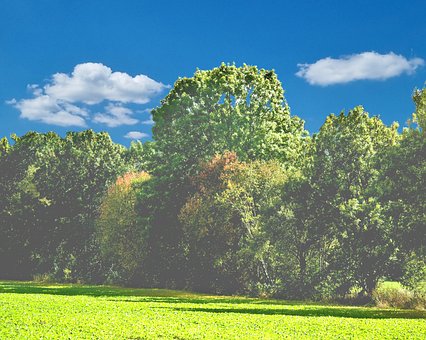 Free Summer Green photo and picture