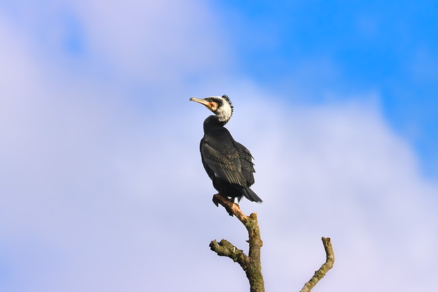 Free Cormorant Ornithology photo and picture