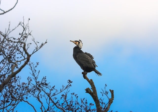 Free Bird Tree photo and picture