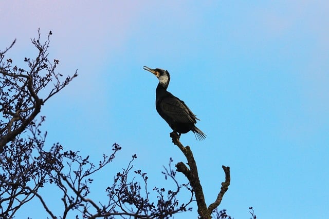 Free Bird Cormorant photo and picture