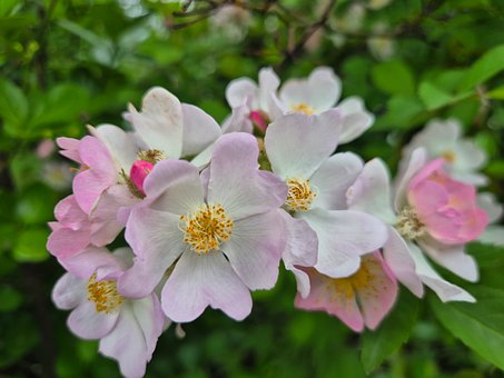 Blomster, Rosa, Hage, Vår, Natur, Skjør