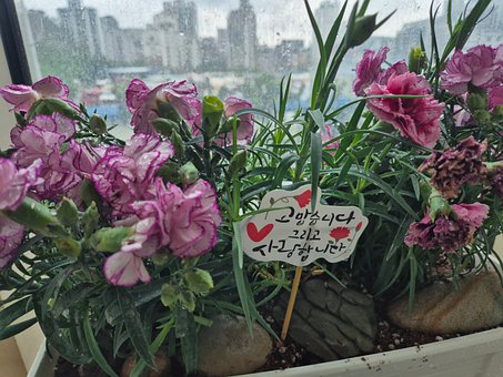 Nellik, Rosa Blomst, Regn, Takk