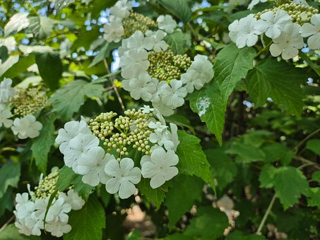 Krossved, Hvit Blomst, Blader, Utendørs