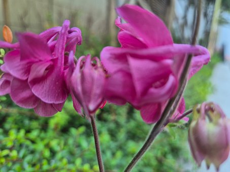 Rosa Blomst, Makrofotografi