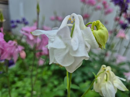 Hvit Blomst, Gul Knopp, Natur, Vår