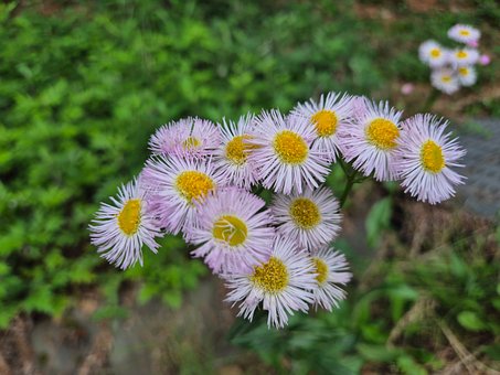 Daisy, Blomst, Vår, Natur, Hage