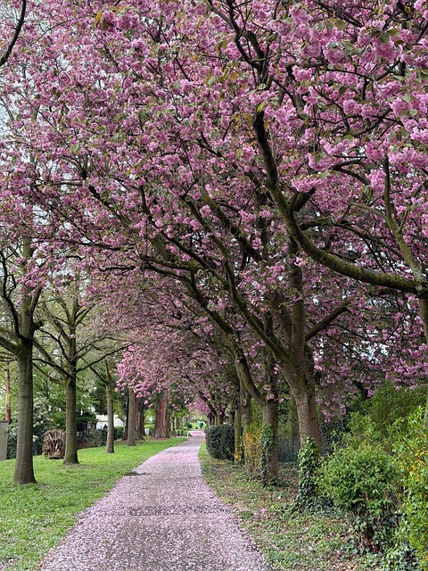 Free Cherry Blossoms Spring photo and picture