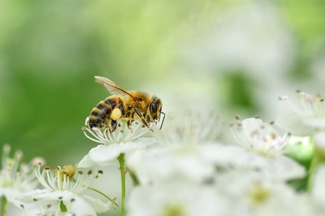 Free Bee Insect photo and picture