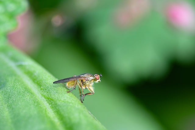 Red Bottom Fly Macro Red Eyes Fly Yellow - Free photo on Pixabay