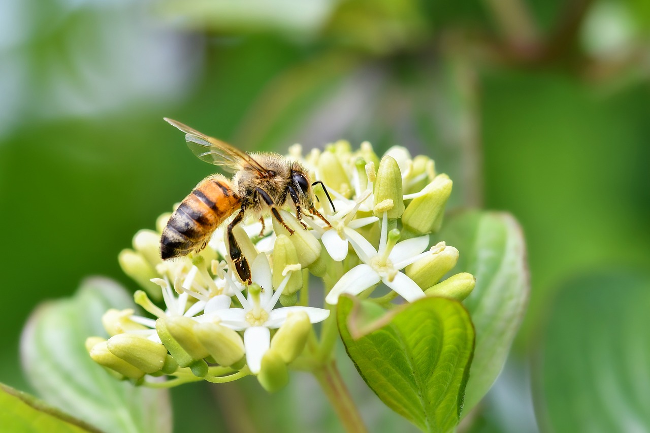 Pollination Hd Bee Pollination Flower - Free photo on Pixabay