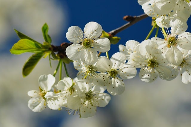 Free Flowers Cherry photo and picture