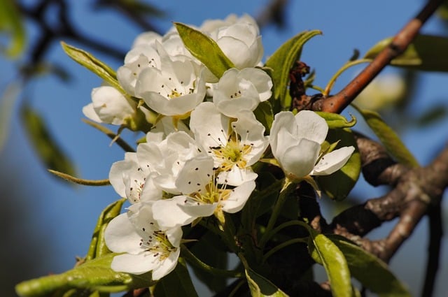 Free Flowers White Blossoms photo and picture