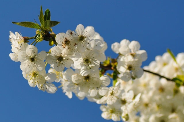 Free Flowers Cherry photo and picture